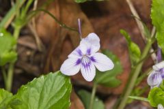 Longspur Violet, Viola rostrata