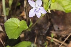 Longspur Violet, Viola rostrata