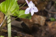 Longspur Violet, Viola rostrata