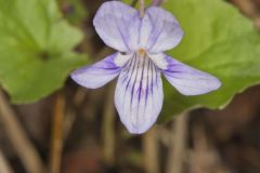 Longspur Violet, Viola rostrata