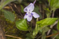 Longspur Violet, Viola rostrata