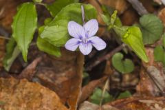 Longspur Violet, Viola rostrata