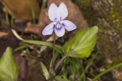 Longspur Violet, Viola rostrata