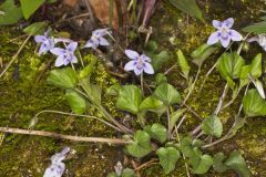 Longspur Violet, Viola rostrata