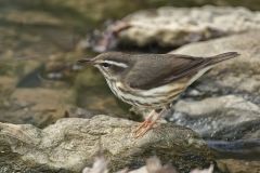 Louisiana Waterthrush, Parkesia motacilla