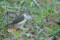 Louisiana Waterthrush, Parkesia motacilla