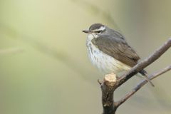 Louisiana Waterthrush, Parkesia motacilla