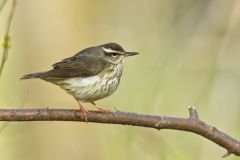 Louisiana Waterthrush, Parkesia motacilla