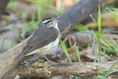 Louisiana Waterthrush, Parkesia motacilla