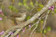 Louisiana Waterthrush, Parkesia motacilla