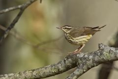 Louisiana Waterthrush, Parkesia motacilla