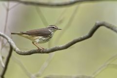 Louisiana Waterthrush, Parkesia motacilla