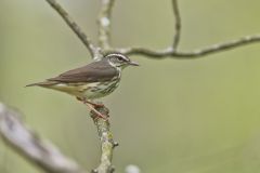 Louisiana Waterthrush, Parkesia motacilla