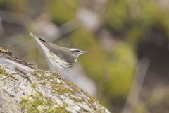 Louisiana Waterthrush, Parkesia motacilla