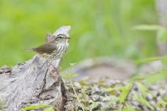 Louisiana Waterthrush, Parkesia motacilla