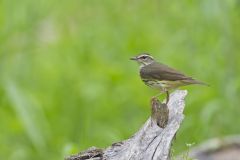 Louisiana Waterthrush, Parkesia motacilla