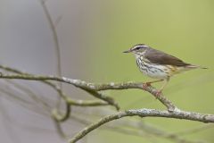 Louisiana Waterthrush, Parkesia motacilla