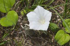 Low False Bindweed, Calystegia spithamaea