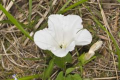 Low False Bindweed, Calystegia spithamaea