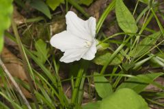 Low False Bindweed, Calystegia spithamaea