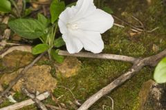 Low False Bindweed, Calystegia spithamaea