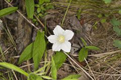 Low False Bindweed, Calystegia spithamaea