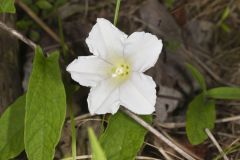 Low False Bindweed, Calystegia spithamaea