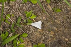 Low False Bindweed, Calystegia spithamaea