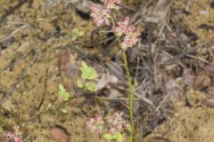 Lowbush Blueberry, Vaccinium angustifolium