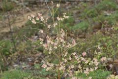 Lowbush Blueberry, Vaccinium angustifolium