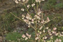 Lowbush Blueberry, Vaccinium angustifolium