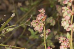 Lowbush Blueberry, Vaccinium angustifolium