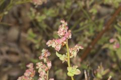 Lowbush Blueberry, Vaccinium angustifolium