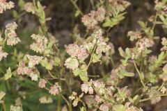 Lowbush Blueberry, Vaccinium angustifolium