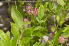 Lowbush Blueberry, Vaccinium angustifolium