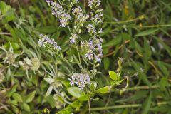 Lowrie's Blue Wood Aster, Symphyotrichum lowrieanum