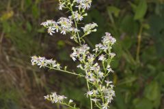 Lowrie's Blue Wood Aster, Symphyotrichum lowrieanum