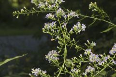 Lowrie's Blue Wood Aster, Symphyotrichum lowrieanum