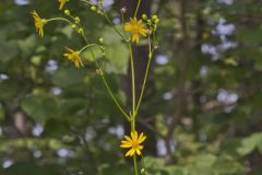 Lucy Braun's Prairie Dock, Silphium terebinthinaceum var. luciae-brauniae