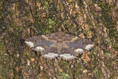 Lunate Zale Moth, Zale lunata