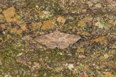 Lunate Zale Moth, Zale lunata