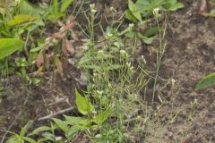 Lyrate Rockcress, Arabis lyrata