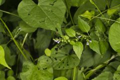 Mad Dog Skullcap, Scutellaria lateriflora