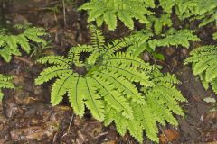 Maidenhair Fern, Adiantum pedatum