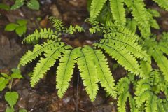 Maidenhair Fern, Adiantum pedatum