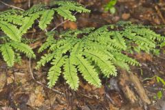 Maidenhair Fern, Adiantum pedatum