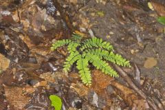 Maidenhair Fern, Adiantum pedatum