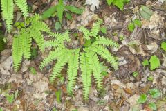 Maidenhair Fern, Adiantum pedatum