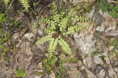 Maidenhair Fern, Adiantum pedatum