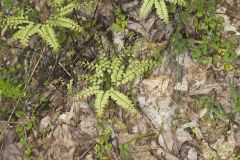 Maidenhair Fern, Adiantum pedatum